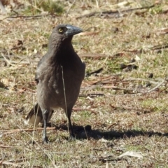 Strepera versicolor at Paddys River, ACT - 28 Aug 2019 11:46 AM