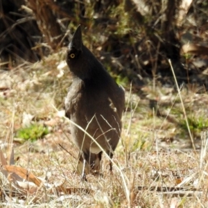 Strepera versicolor at Paddys River, ACT - 28 Aug 2019 11:46 AM