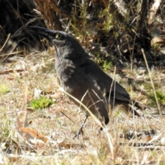 Strepera versicolor at Paddys River, ACT - 28 Aug 2019 11:46 AM