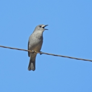 Colluricincla harmonica at Paddys River, ACT - 28 Aug 2019