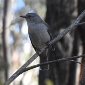 Colluricincla harmonica at Paddys River, ACT - 28 Aug 2019 12:40 PM