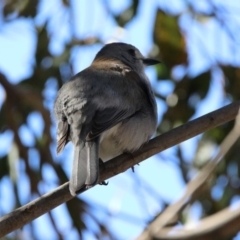 Colluricincla harmonica at Paddys River, ACT - 28 Aug 2019