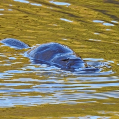 Ornithorhynchus anatinus (Platypus) at Tidbinbilla Nature Reserve - 28 Aug 2019 by RodDeb