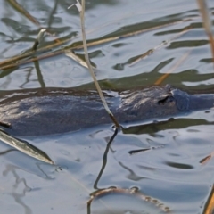 Ornithorhynchus anatinus at Paddys River, ACT - 28 Aug 2019 04:14 PM