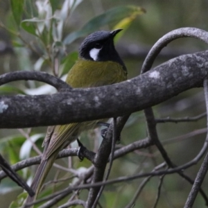 Nesoptilotis leucotis at Paddys River, ACT - 28 Aug 2019