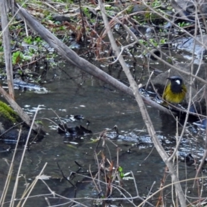 Nesoptilotis leucotis at Paddys River, ACT - 28 Aug 2019