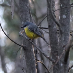 Eopsaltria australis at Paddys River, ACT - 28 Aug 2019 05:11 PM