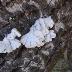 Schizophyllum commune (Split Gill Fungus) at Cotter River, ACT - 28 Aug 2019 by JanetRussell