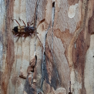 Phoracantha recurva (Yellow Phoracantha borer) at Corrowong, NSW - 21 Aug 2019 by BlackFlat