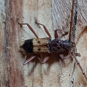 Phoracantha recurva at Corrowong, NSW - 21 Aug 2019