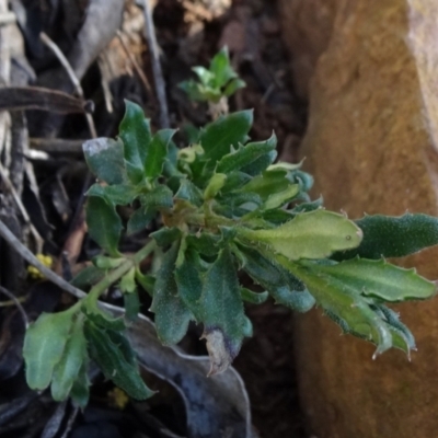 Gonocarpus tetragynus at Cotter River, ACT - 28 Aug 2019 by JanetRussell