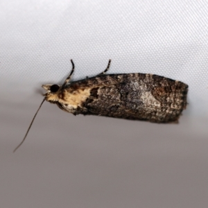 Cryptoptila immersana at O'Connor, ACT - 19 Nov 2018 10:25 PM