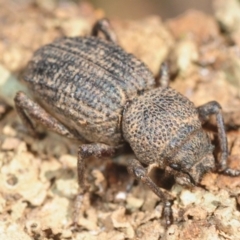 Cubicorhynchus sp. (genus) (Ground weevil) at Moncrieff, ACT - 23 Aug 2019 by Harrisi