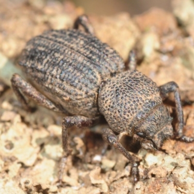 Cubicorhynchus sp. (genus) (Ground weevil) at Moncrieff, ACT - 23 Aug 2019 by Harrisi