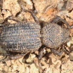 Cubicorhynchus sp. (genus) at Moncrieff, ACT - 23 Aug 2019