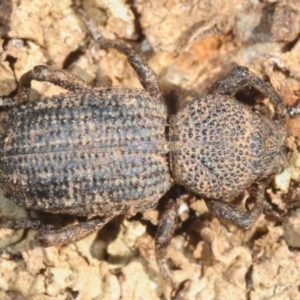 Cubicorhynchus sp. (genus) at Moncrieff, ACT - 23 Aug 2019 12:55 PM