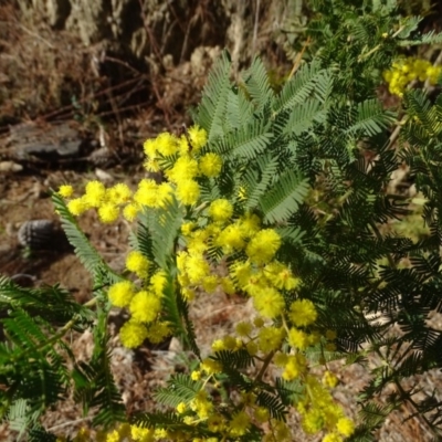 Acacia baileyana x Acacia decurrens (Cootamundra Wattle x Green Wattle (Hybrid)) at Isaacs, ACT - 27 Aug 2019 by Mike