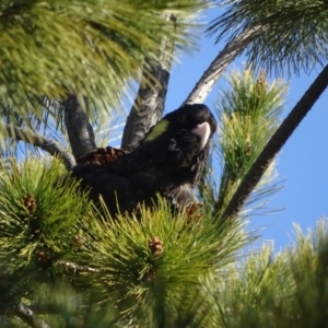 Zanda funerea at Jerrabomberra, ACT - 27 Aug 2019