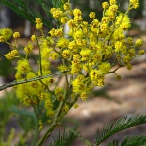 Acacia decurrens at Jerrabomberra, ACT - 27 Aug 2019 03:44 PM