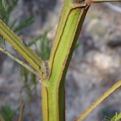 Acacia decurrens at Jerrabomberra, ACT - 27 Aug 2019 03:44 PM