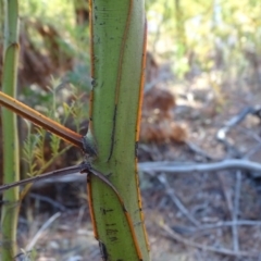 Acacia decurrens at Jerrabomberra, ACT - 27 Aug 2019