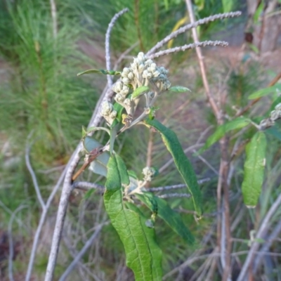 Olearia lirata (Snowy Daisybush) at Jerrabomberra, ACT - 27 Aug 2019 by Mike