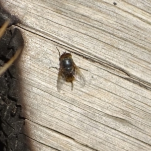 Calliphora sp. (genus) at Jerrabomberra, ACT - 27 Aug 2019 03:59 PM