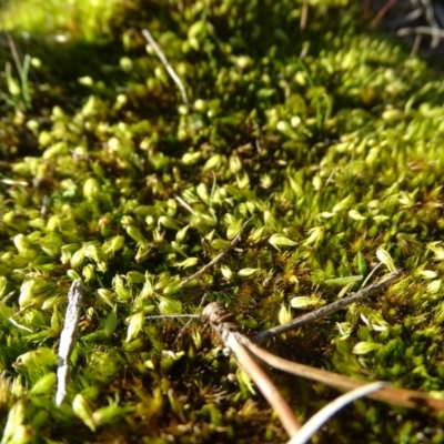 Campylopus clavatus (A moss) at Jerrabomberra, ACT - 27 Aug 2019 by Mike