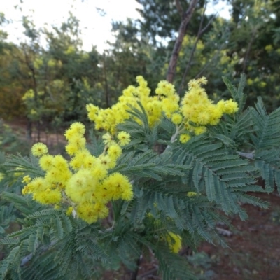 Acacia dealbata (Silver Wattle) at Jerrabomberra, ACT - 27 Aug 2019 by Mike