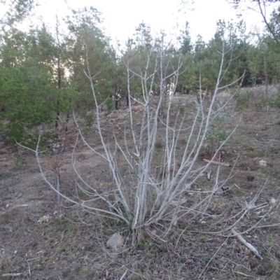 Ficus carica (Fig) at Jerrabomberra, ACT - 27 Aug 2019 by Mike