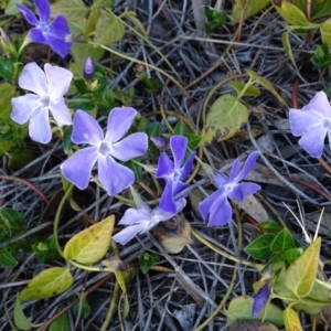 Vinca major at Jerrabomberra, ACT - 27 Aug 2019