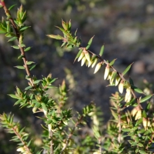 Leucopogon fletcheri subsp. brevisepalus at Jerrabomberra, ACT - 27 Aug 2019