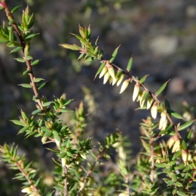 Styphelia fletcheri subsp. brevisepala (Twin Flower Beard-Heath) at Jerrabomberra, ACT - 27 Aug 2019 by Mike