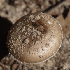 Amanita sp. (Amanita sp.) at Berry, NSW - 16 Mar 2018 by gerringongTB