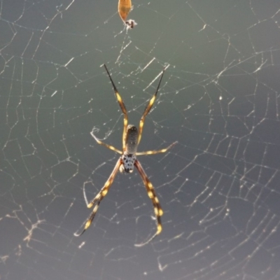 Nephila plumipes (Humped golden orb-weaver) at Berry, NSW - 25 Mar 2014 by gerringongTB