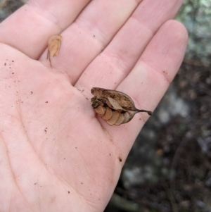 Lomatia myricoides at Captains Flat, NSW - 30 Aug 2019