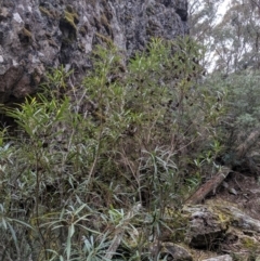 Lomatia myricoides at Captains Flat, NSW - 30 Aug 2019