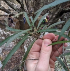 Lomatia myricoides at Captains Flat, NSW - 30 Aug 2019