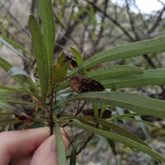 Lomatia myricoides at Captains Flat, NSW - 30 Aug 2019