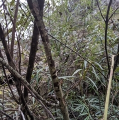 Lomatia myricoides at Captains Flat, NSW - 30 Aug 2019