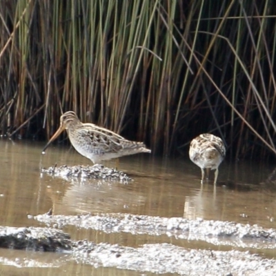 Gallinago hardwickii (Latham's Snipe) at Bowral, NSW - 29 Aug 2019 by Snowflake