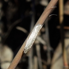 Ceromitia leptosticta at Cook, ACT - 26 Apr 2018