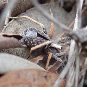 Argoctenus sp. (genus) at Cook, ACT - 27 Aug 2019