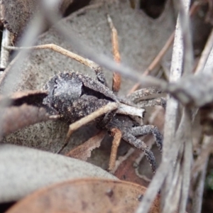 Argoctenus sp. (genus) at Cook, ACT - 27 Aug 2019