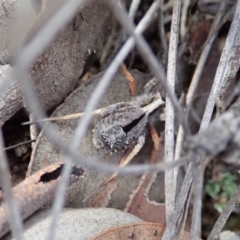 Argoctenus sp. (genus) at Cook, ACT - 27 Aug 2019