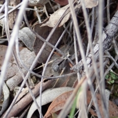 Argoctenus sp. (genus) at Cook, ACT - 27 Aug 2019