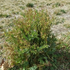 Erodium sp. at Mawson, ACT - 30 Aug 2019 01:21 PM