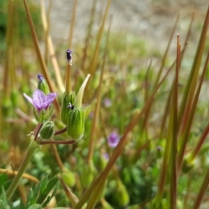 Erodium sp. at Mawson, ACT - 30 Aug 2019 01:21 PM