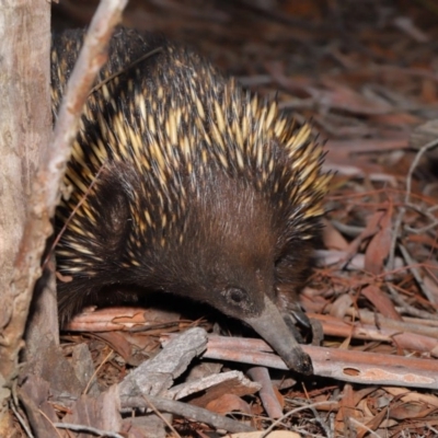 Tachyglossus aculeatus (Short-beaked Echidna) at Acton, ACT - 29 Aug 2019 by TimL