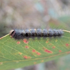 Epicoma melanosticta at Cook, ACT - 27 Aug 2019